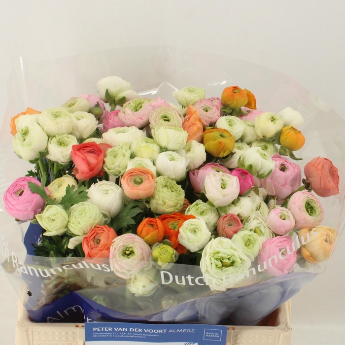 <h4>RAN GEM IN BOS</h4>