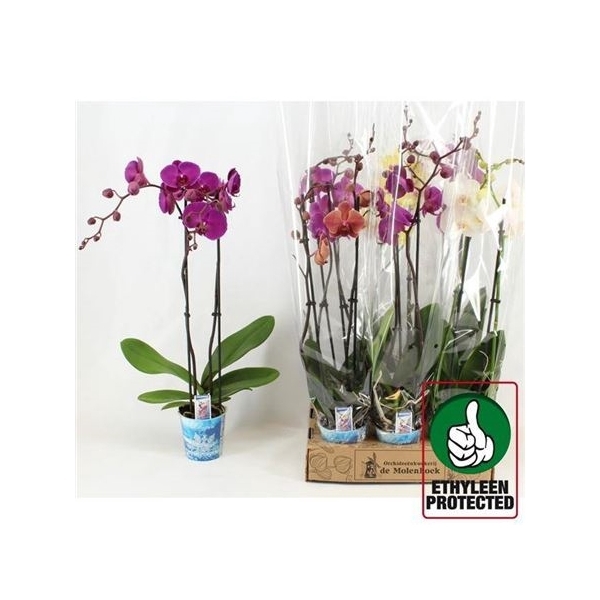 <h4>Phal Gem 4 Kl 2 Branches 16+</h4>