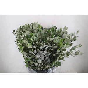 Pittosp Ralphi Leaves 400gr P Bunch