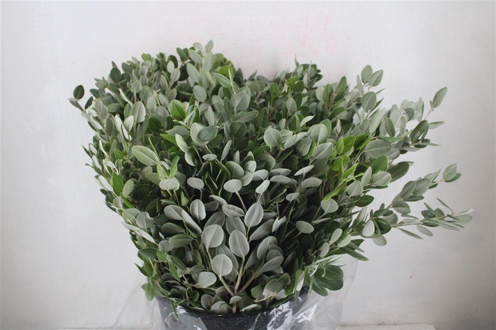 <h4>Pittosp Ralphi Leaves 400gr P Bunch</h4>