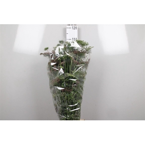 Daucus Carota Dara