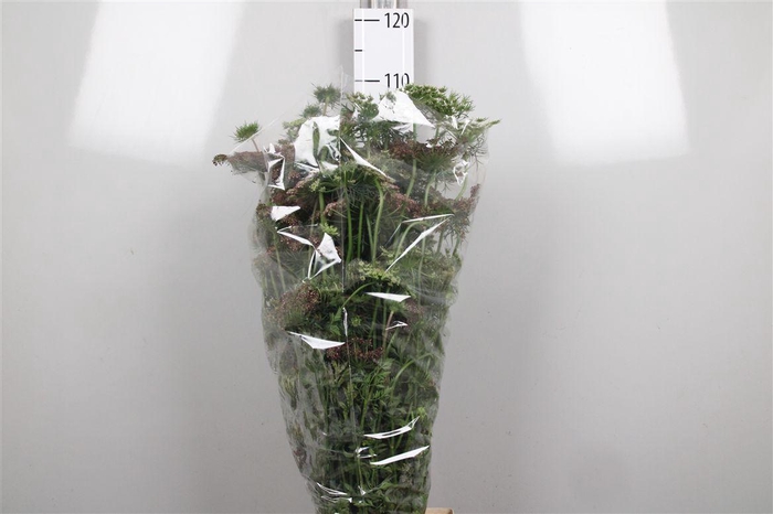 <h4>Daucus Carota Dara</h4>