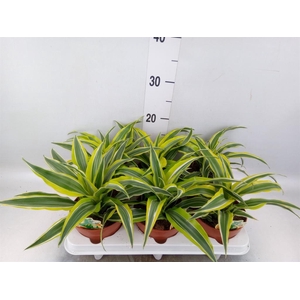 Dracaena frag. 'Surprise'
