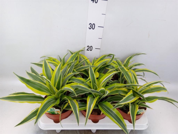 <h4>Dracaena frag. 'Surprise'</h4>