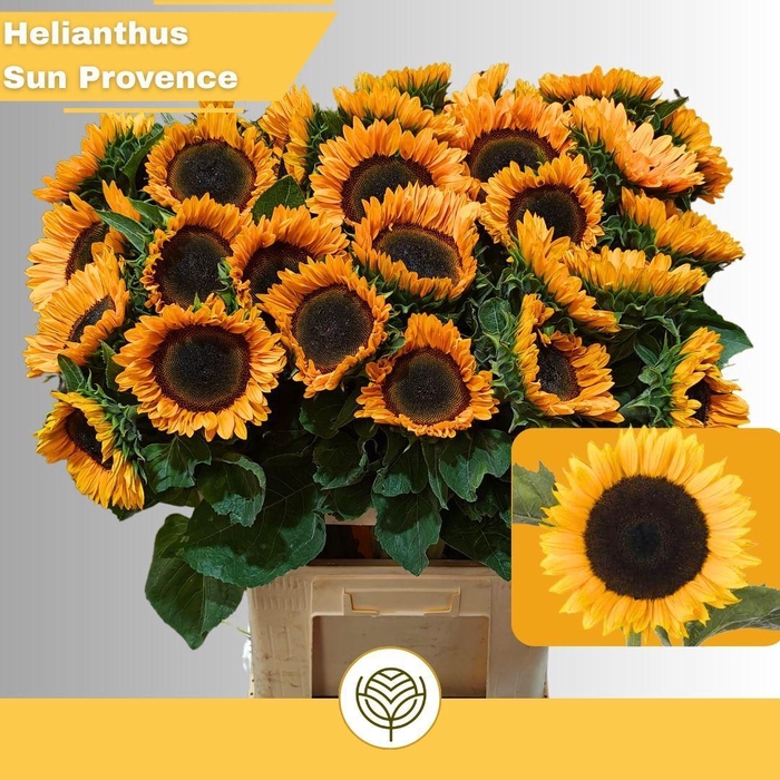 <h4>HELIAN AN SUNRICH PROVENCE</h4>