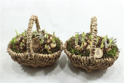 <h4>2588 Tete Tasmand</h4>