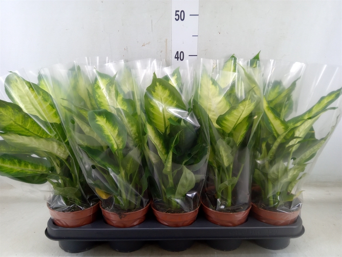 <h4>Dieffenbachia  'Camilla'</h4>