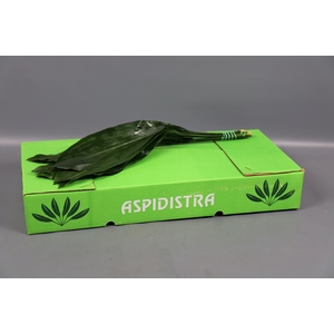 Aspidistra