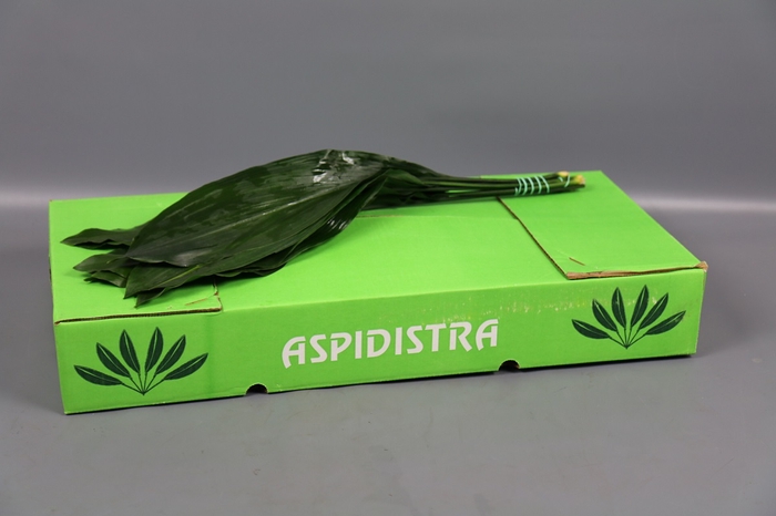 <h4>Aspidistra</h4>