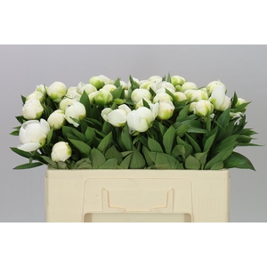 Paeonia Mme Claude Tain