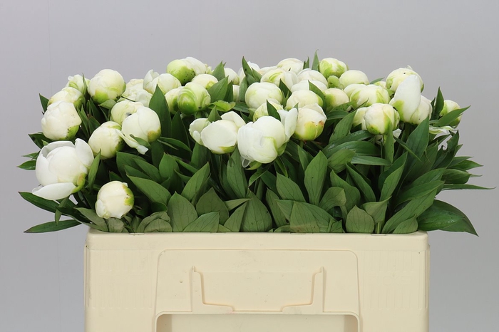 <h4>Paeonia Mme Claude Tain</h4>