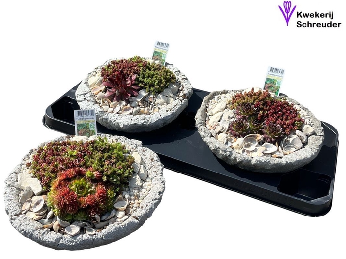 <h4>ARR TUINPLANTEN</h4>