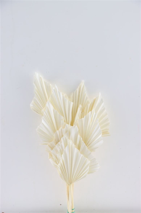 Dried Palm Spear 10pc Bleached Bunch