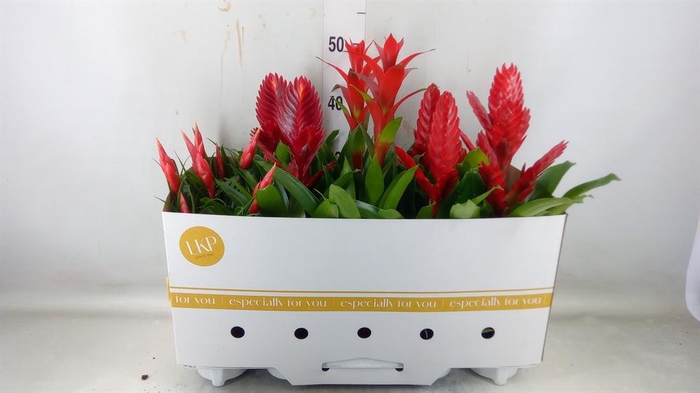 <h4>Bromelia   ...mix</h4>