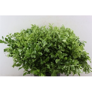 Pitto Groen 52 Cm Per Tak