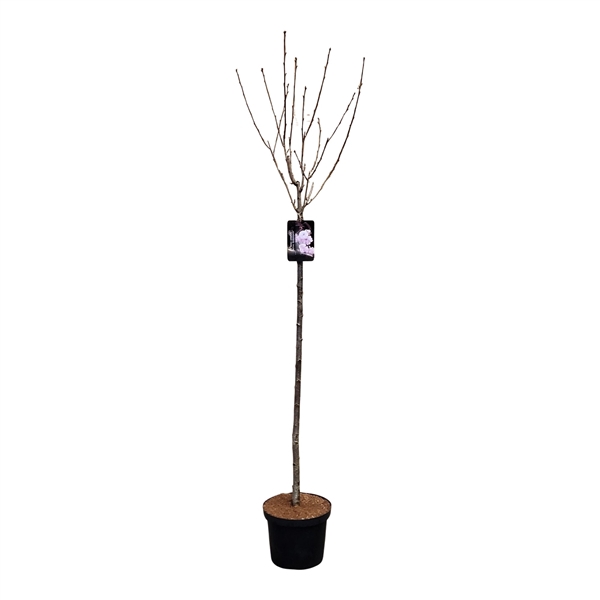 <h4>Prunus serrulata 'Royal Burgundy' 120ST</h4>