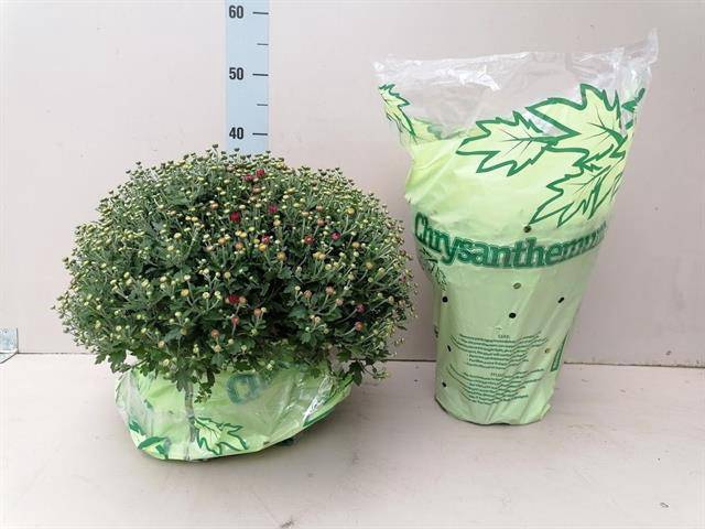 <h4>CHRYSANTHEMUM RED</h4>