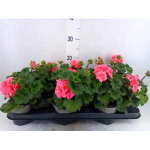 Pelargonium zona. 'ToscaSil Lisa'