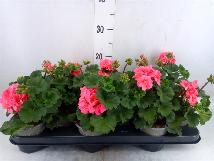 <h4>Pelargonium zona. 'ToscaSil Lisa'</h4>
