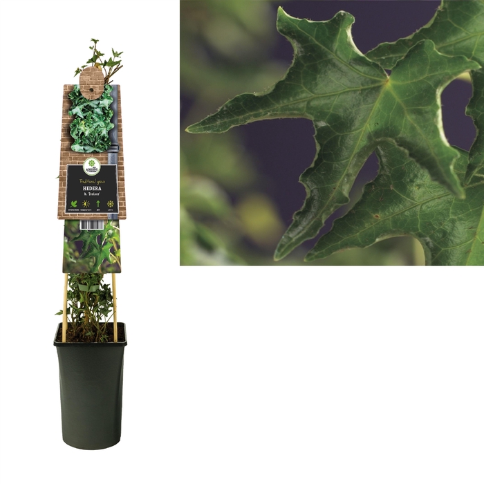 <h4>Hedera h. 'Ivalace' +3.0 label</h4>