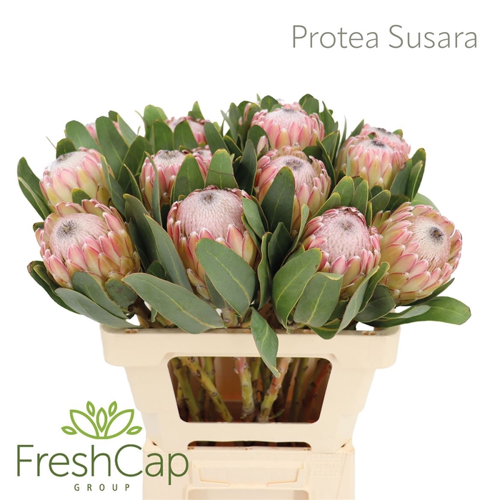 <h4>Protea Susara</h4>