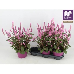 CEL WILD PINK