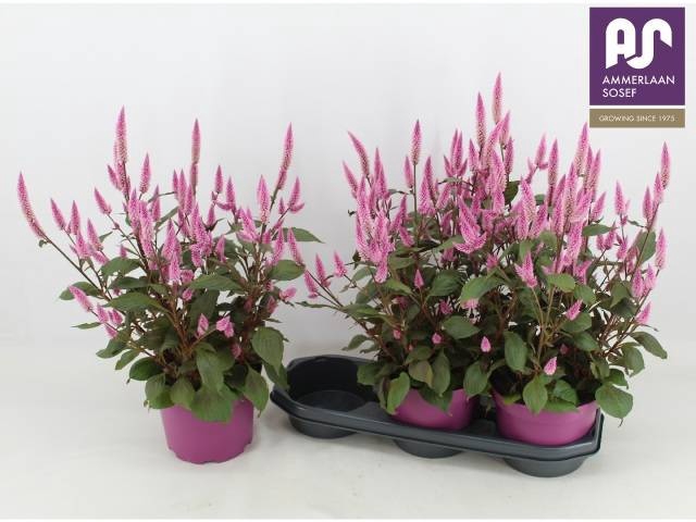 <h4>CEL WILD PINK</h4>
