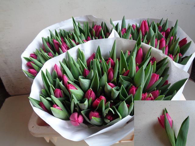 <h4>TU EN PINK ARDOUR</h4>