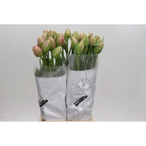 Tulipa (frans) Du Swarovski