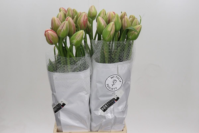 <h4>Tulipa (FRA) du swarovski</h4>