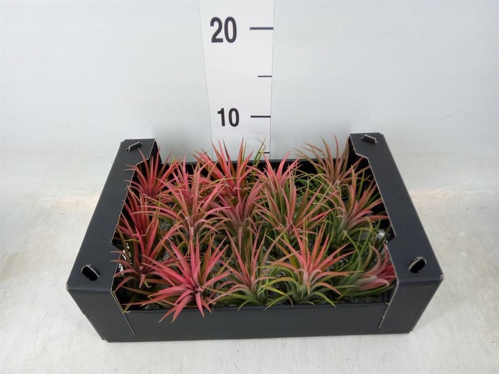 <h4>Tillandsia ionantha</h4>
