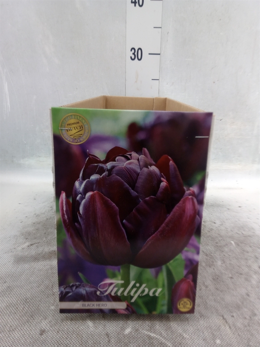 <h4>Tulipa   ...flowerbulbs</h4>