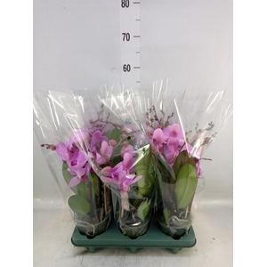 Phalaenopsis  'Spirit Pink'