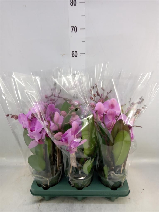 <h4>Phalaenopsis  'Spirit Pink'</h4>