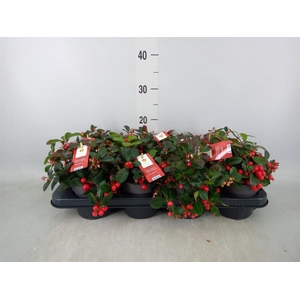 Gaultheria proc. 'Big Berry'