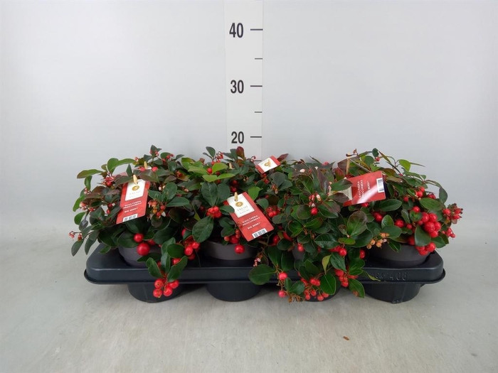 <h4>Gaultheria proc. 'Big Berry'</h4>