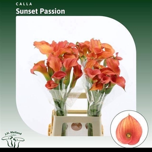 ZANT SUNSET PASSION