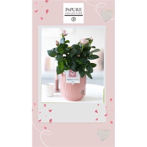 Rosa light pink in P&PURE Tess2 ceramics pink met hart