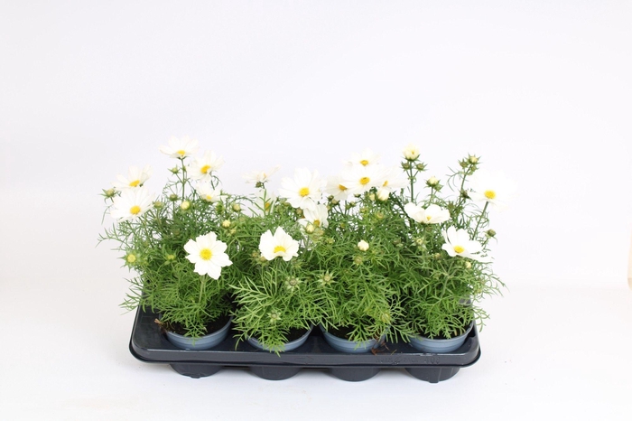 <h4>Cosmos bipinnatus 'Sonata White'</h4>