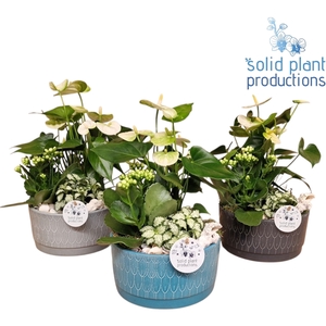 NV007 Sarah Navy Anthurium
