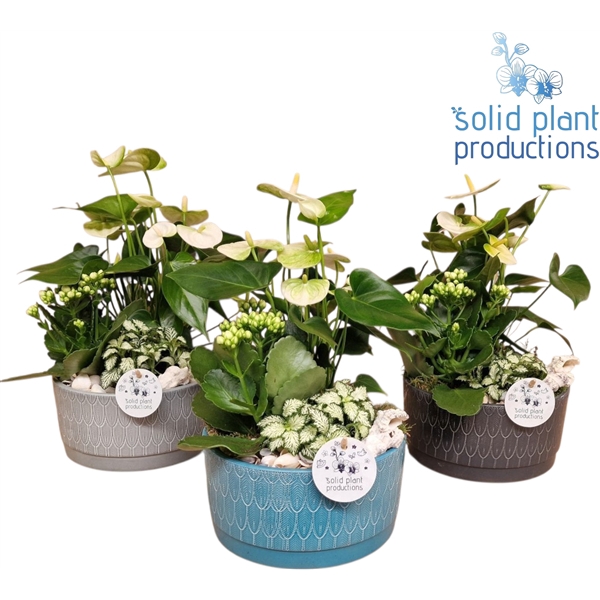 NV007 Sarah Navy Anthurium
