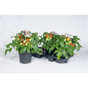 Farmzy® Summer Queen, tomato plant