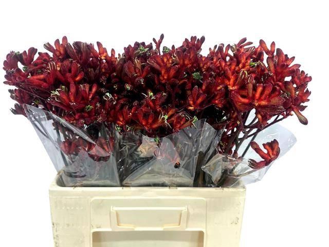 <h4>ANIGOZ EARLY SPRING</h4>