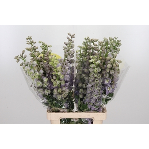 Delphinium El Overig