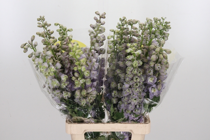 <h4>Delphinium El Overig</h4>