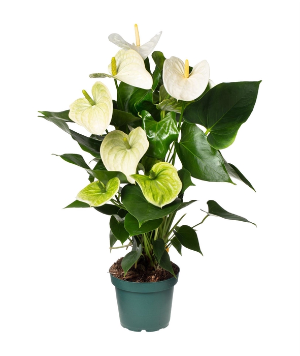 <h4>Anthurium andr. 'Samora'</h4>