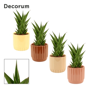 Sansevieria Temple Crown 12 cm in Liam (Coffee blend-collection