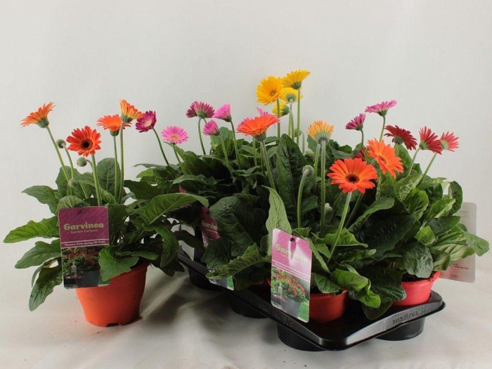 <h4>.Gerbera garvinea gemengd</h4>