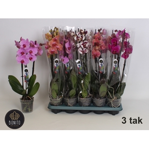 PHAL GEM 5 KL