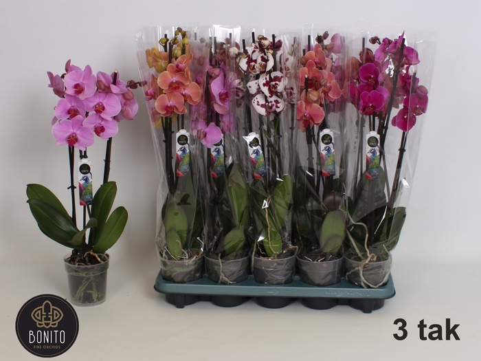 <h4>PHAL GEM 5 KL</h4>